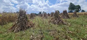 1 Acre for Sale Merewet 100 Metres From Highway Eldoret