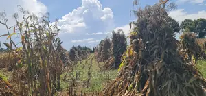 1 Acre for Sale Merewet 100 Metres From Highway Eldoret