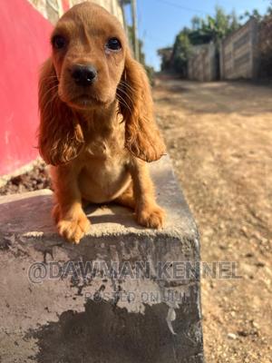 1-3 months Female Purebred Cocker Spaniel - thumbnail 2