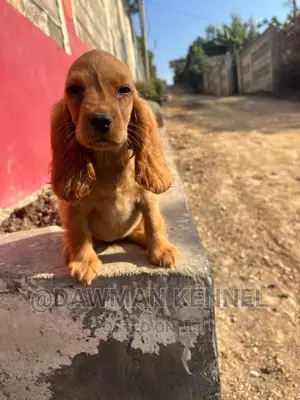 1-3 months Female Purebred Cocker Spaniel
