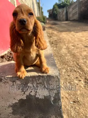 1-3 months Female Purebred Cocker Spaniel