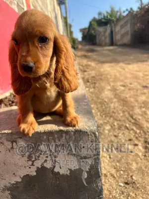 1-3 months Female Purebred Cocker Spaniel