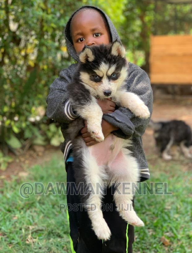 1-3 months Male Purebred Siberian Husky - main view
