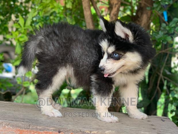 1-3 months Male Purebred Siberian Husky - thumbnail 2