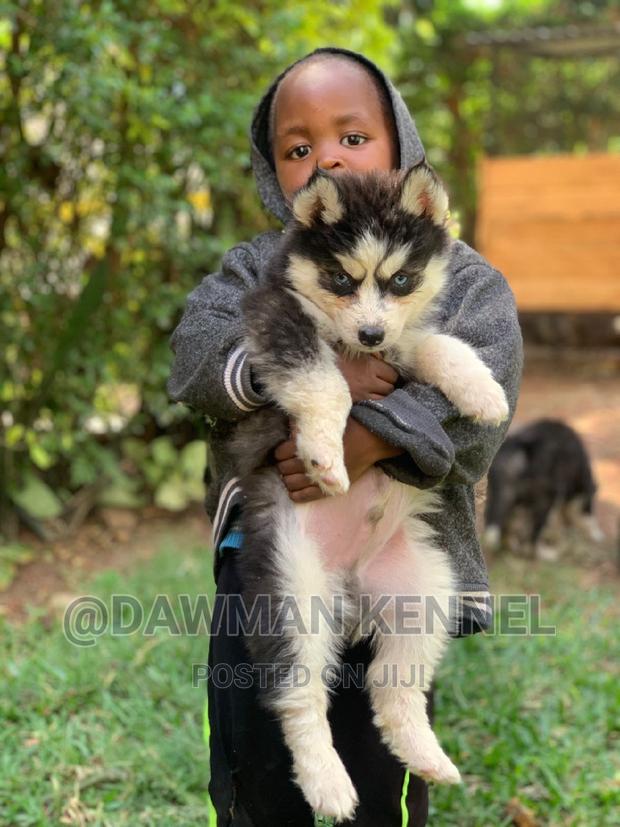 1-3 months Male Purebred Siberian Husky - thumbnail 3
