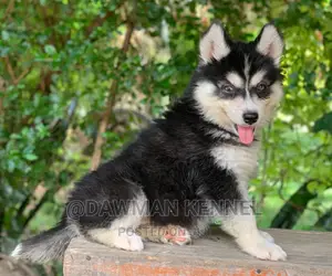 1-3 months Male Purebred Siberian Husky