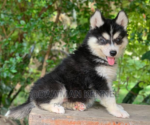 1-3 months Male Purebred Siberian Husky - thumbnail 4