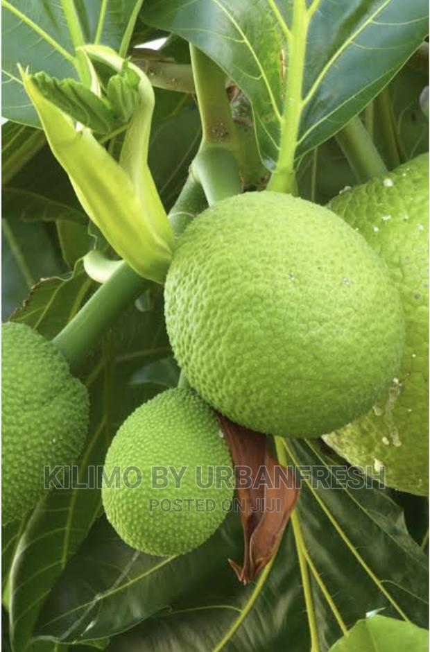 Bread Fruit Seedlings - main view