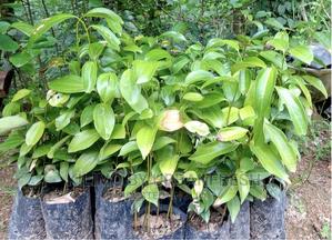 Cinnamon Seedlings - thumbnail 2