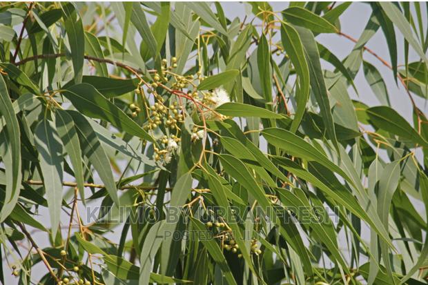 Lemon Eucalyptus Tree Seedlings Moq 10 - main view
