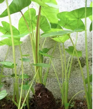 Yam Suckers for Planting Bunch of 100
