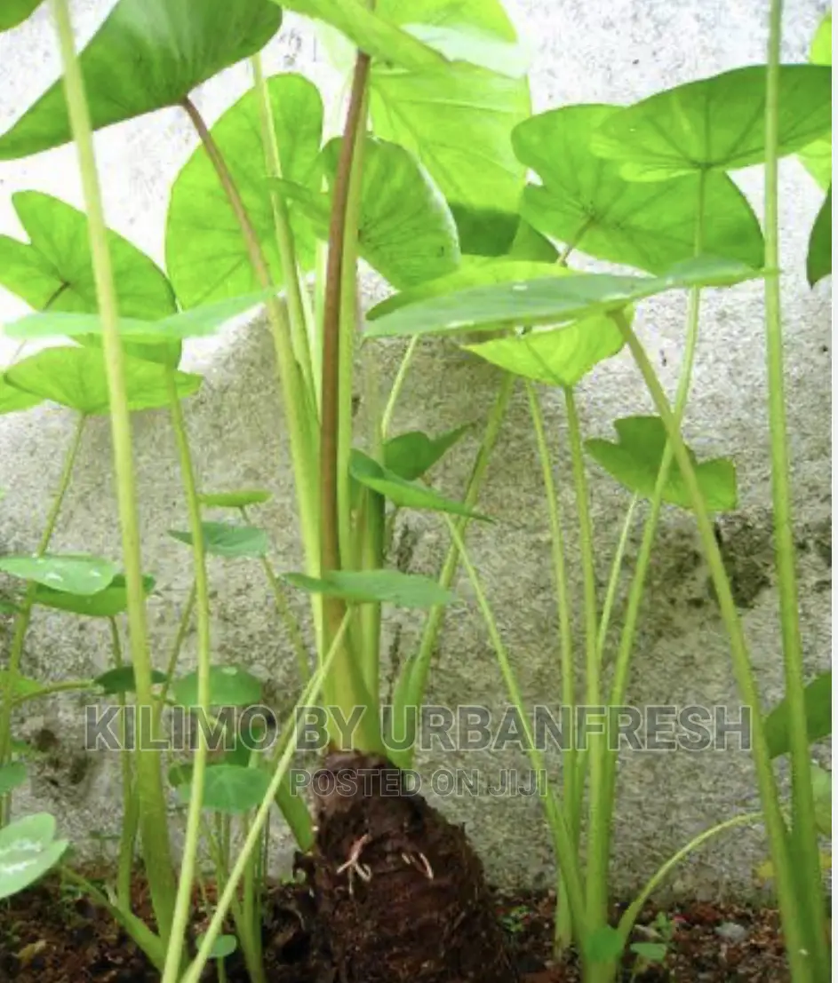 Yam Suckers for Planting Bunch of 100
