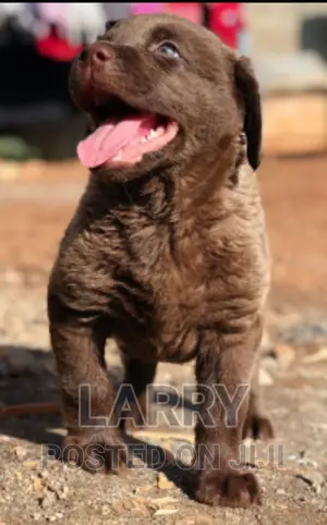 1-3 months Female Purebred Labrador Retriever