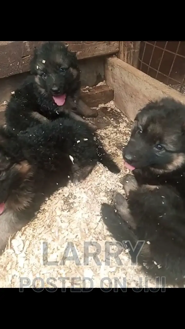 1-3 months Male Purebred German Shepherd