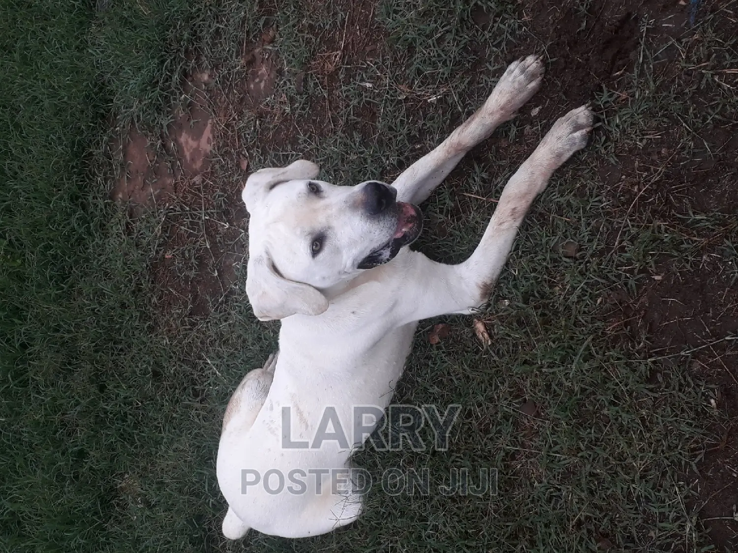 6-12 months Male Purebred Boerboel
