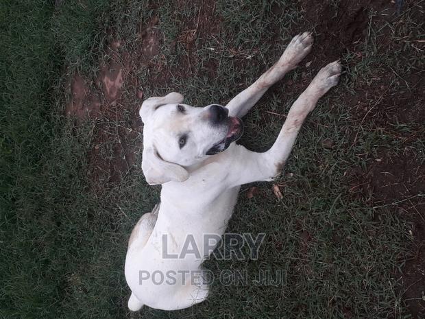 6-12 months Male Purebred Boerboel