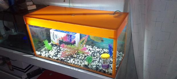 Orange Desktop Aquarium. - main view