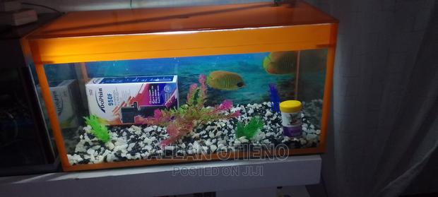 Orange Desktop Aquarium. - thumbnail 3