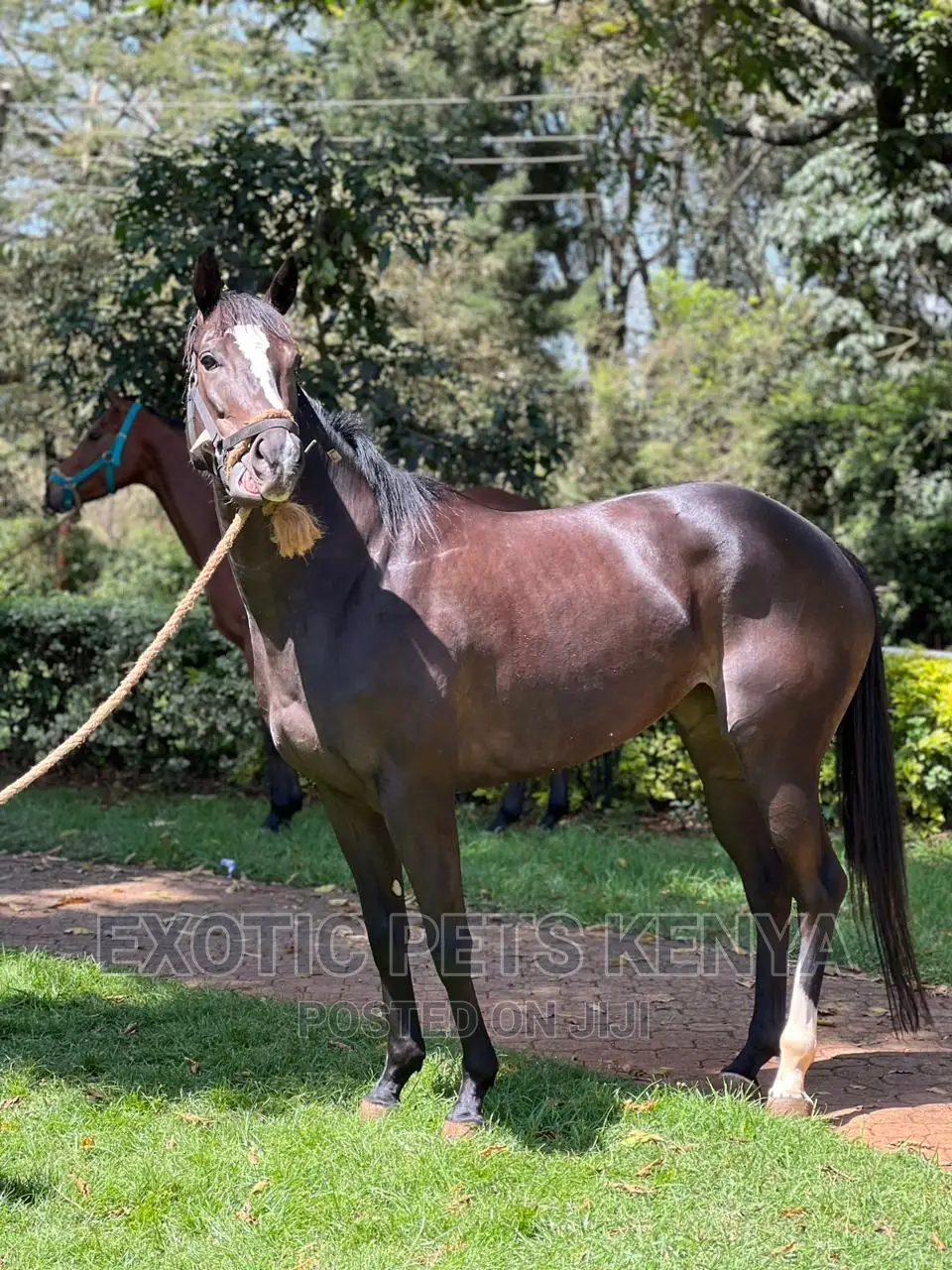 Black Mare for Sale