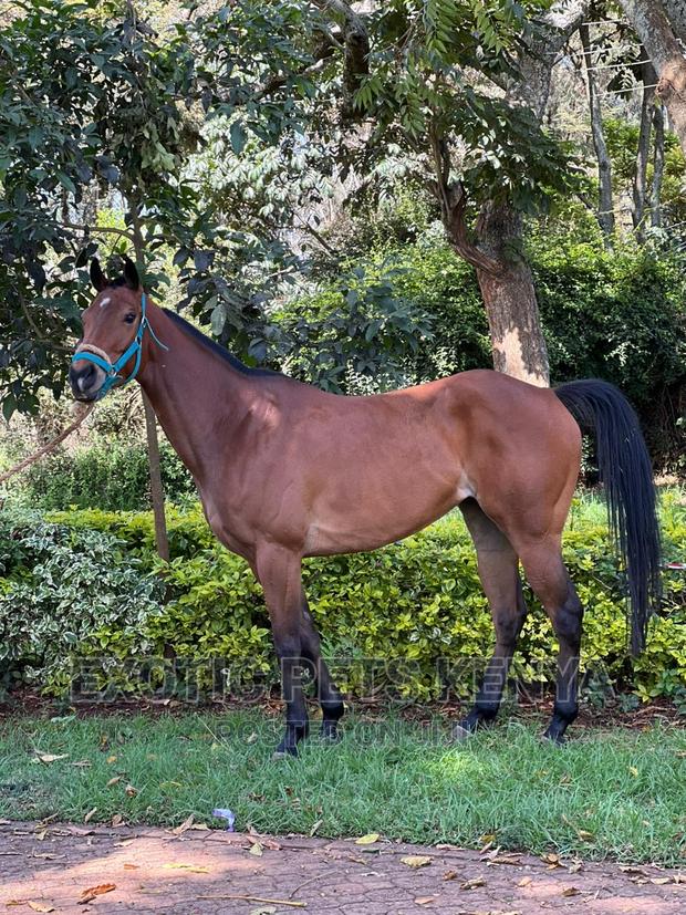 Brown Mare for Sale - main view