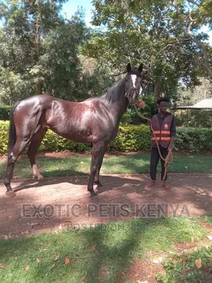 Black Mare for Sale