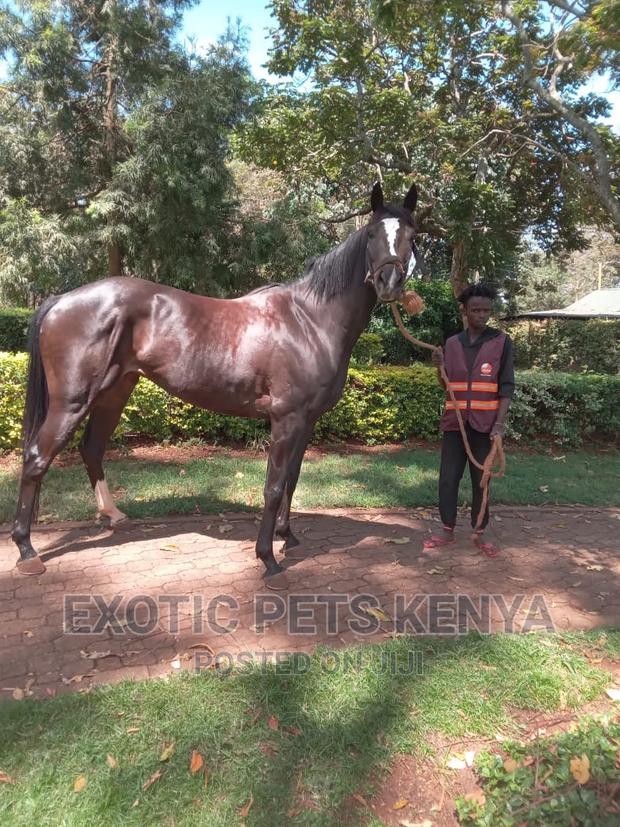 Black Mare for Sale - thumbnail 3