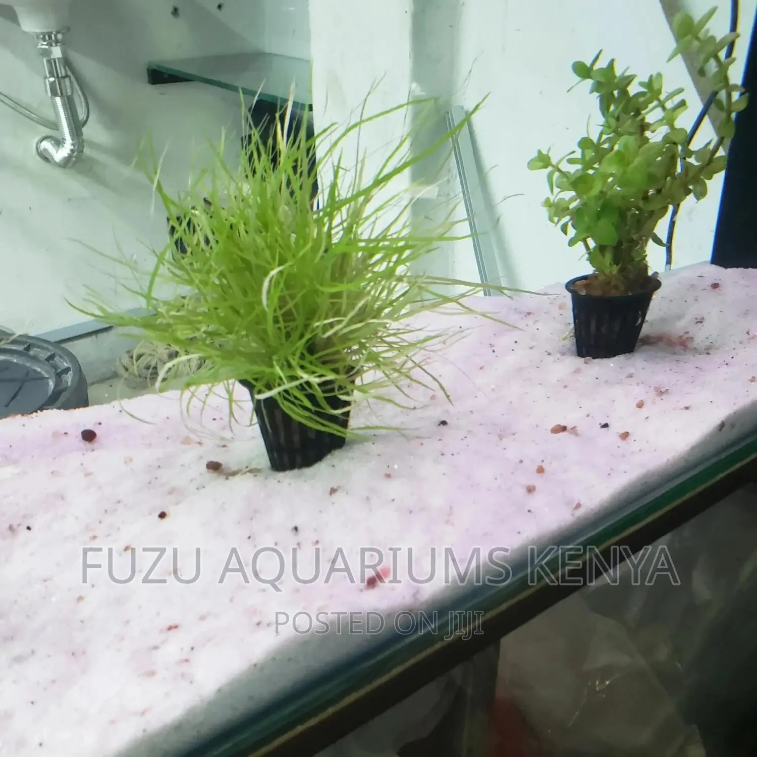 Aquarium White Sand - White Sand