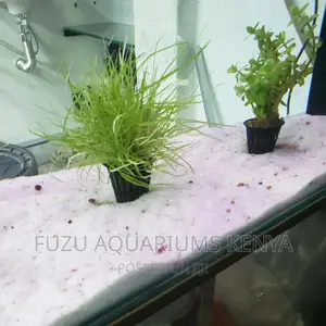 Aquarium White Sand - White Sand