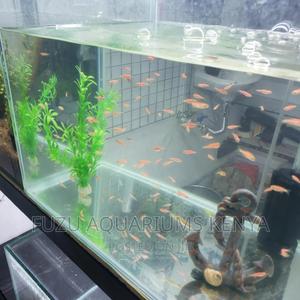 Aquarium Pink Danios Fish - thumbnail 2