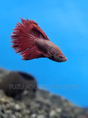 Betta Fish - Betta