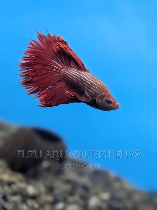 Betta Fish - Betta
