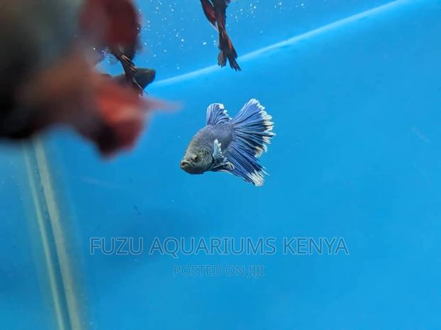 Blue Betta Fish