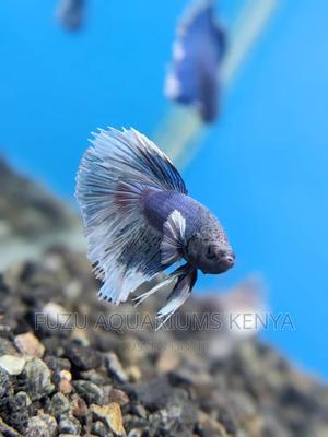 Betta Fish - Fish - thumbnail 2