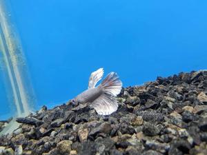 Nice Male Betta Fish - thumbnail 2