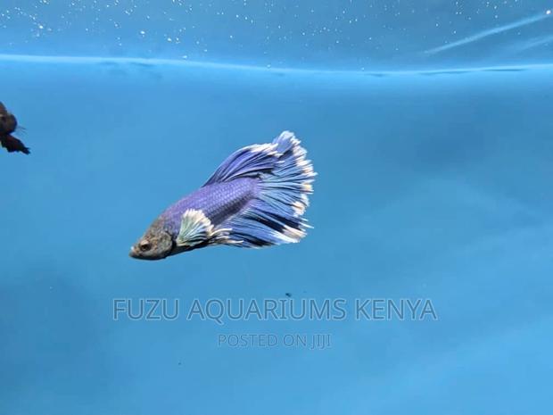 Siamese Fighter AKA Betta Fish