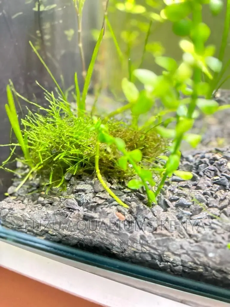 Java Moss Plant
