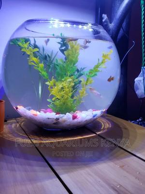 Large Fish Bowl Aquarium - thumbnail 2