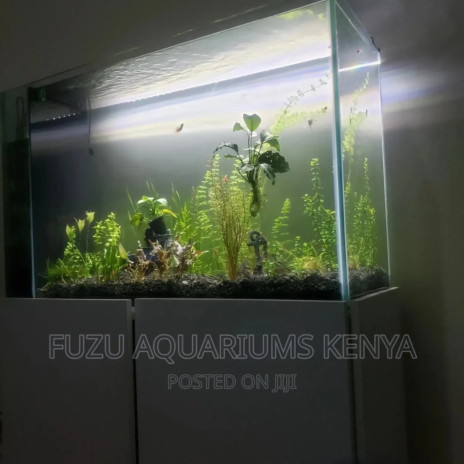 Complete Live Plant Aquarium, - Natural