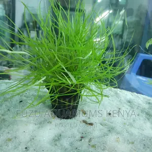 Potted Aquarium Live Plants