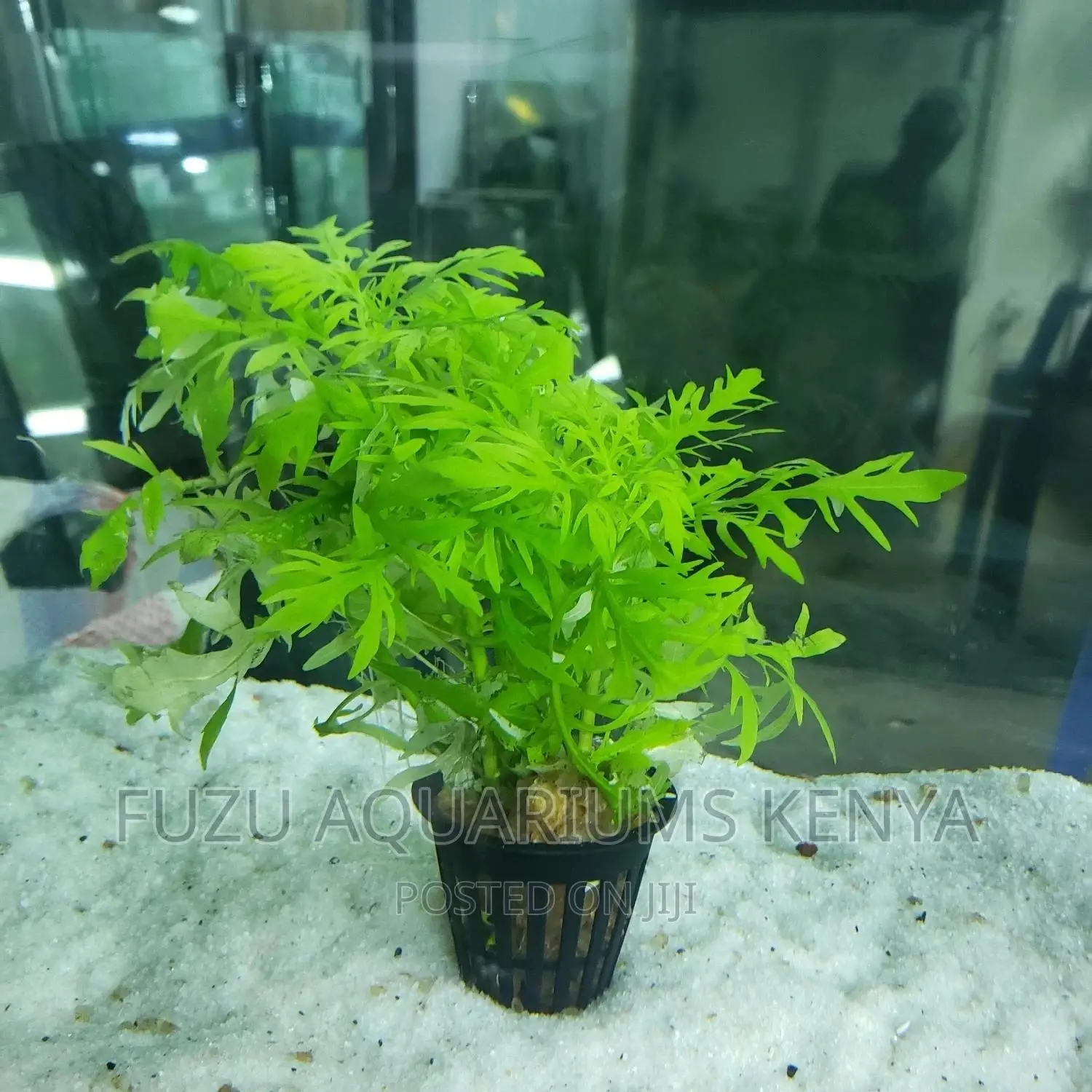 Potted Aquarium Live Plants