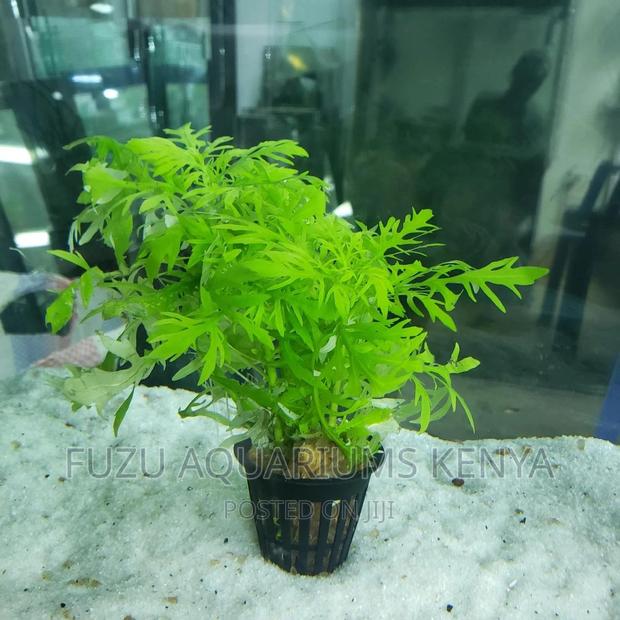 Potted Aquarium Live Plants - thumbnail 2