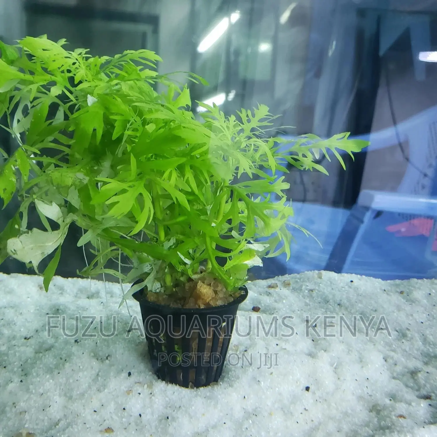 Potted Aquarium Live Plants