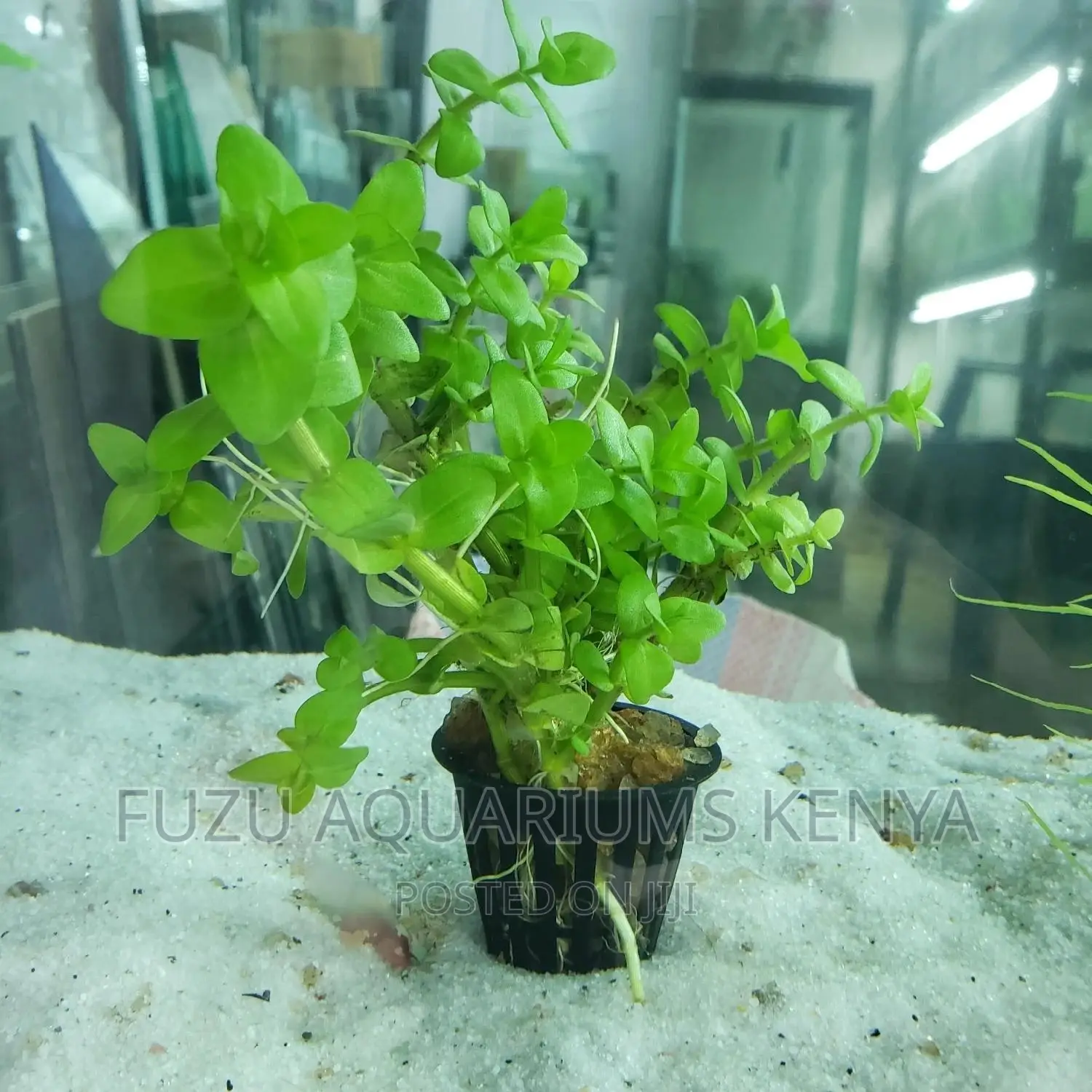 Potted Aquarium Live Plants