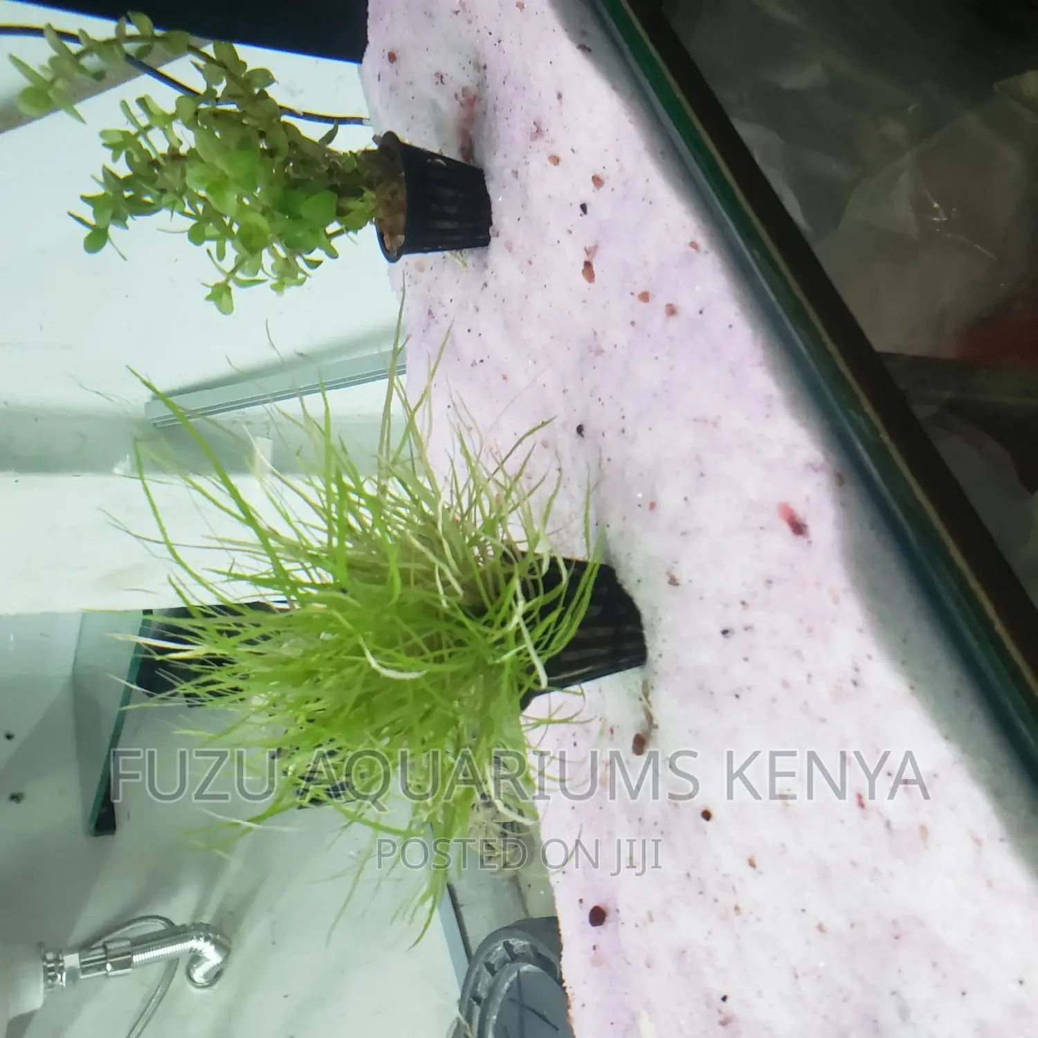 Aquarium Live Plants - Potted