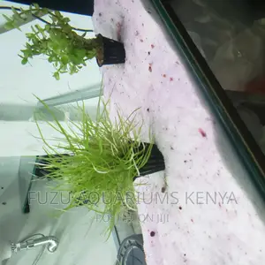 Aquarium Live Plants - Potted