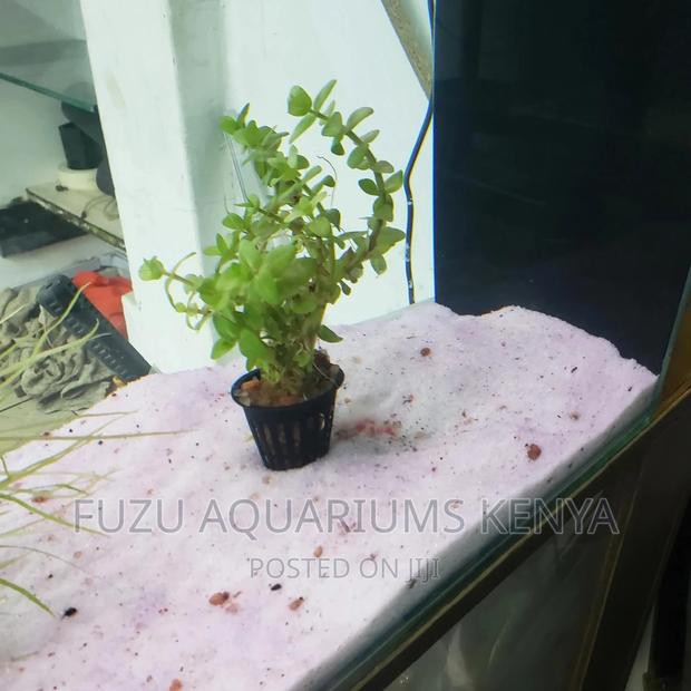 Aquarium Live Plants - Potted - main view