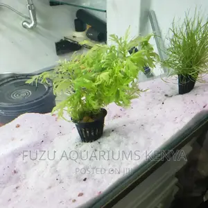Aquarium Live Plants - Potted