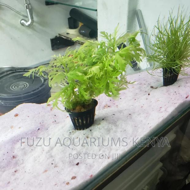 Aquarium Live Plants - Potted - thumbnail 4