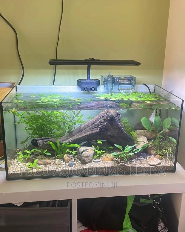 Desktop Aquarium With Aquatic Plants - main view