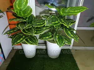 Plant,Vase and Pebble Stones on Offer